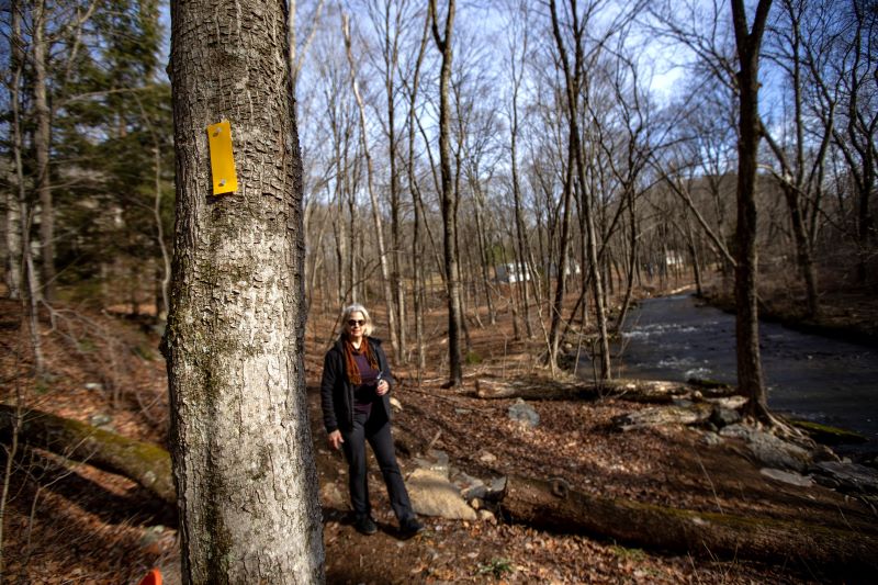 Bethany Land Trust President Carol Lambiase walks along a new, yellow blazed hiking trail established at the Three Sisters Preserve along Route 63. The .5-mile trail takes hikers across the stream, up inclines and near remnants of old, abandoned structures.
